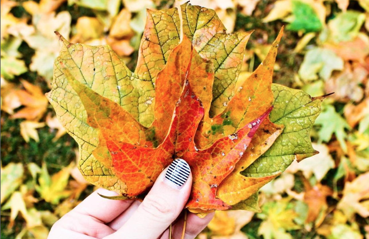 three autumn leaves being head by a hand